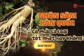 Có phải nhân sâm Hàn Quốc tốt nhất cho sức khỏe, có bao nhiêu loại nhân sâm trên thế giới?