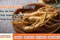 Nhân Sâm Tươi Vào Vụ, Giá Tốt Hơn, Chất Lượng Cao Hơn
