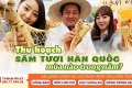 Mùa thu hoạch sâm Hàn Quốc là lúc nào và cách chọn mua sâm tươi ngon tại Việt Nam